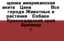 щенки американская акита › Цена ­ 30 000 - Все города Животные и растения » Собаки   . Краснодарский край,Армавир г.